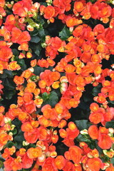Fototapeta premium fiore di begonia arancione, orange begonia flower 