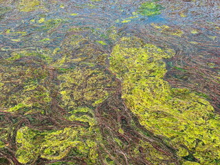 vegetazione sull'acqua, vegetation on the water