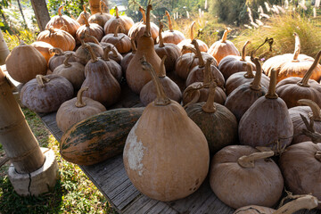 A variety of fresh, organic pumpkins and gourds are displayed on wooden platforms and rocky...