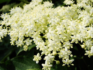 Białe kwiaty czarnego bzu  - black lilac © tomo81