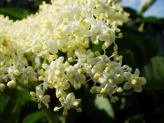 Białe kwiaty czarnego bzu  - black lilac