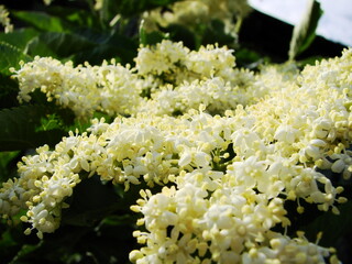 Białe kwiaty czarnego bzu  - black lilac