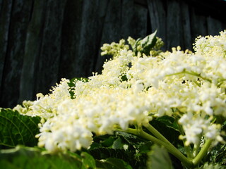 Piękne białe kwiaty czarnego bzu © tomo81