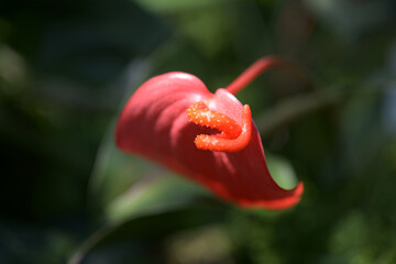 アンスリウム　ピンクチャンピオン