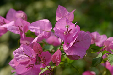 ブーゲンビリア