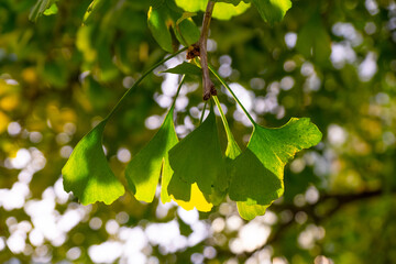 Ginkgo biloba tree leaf