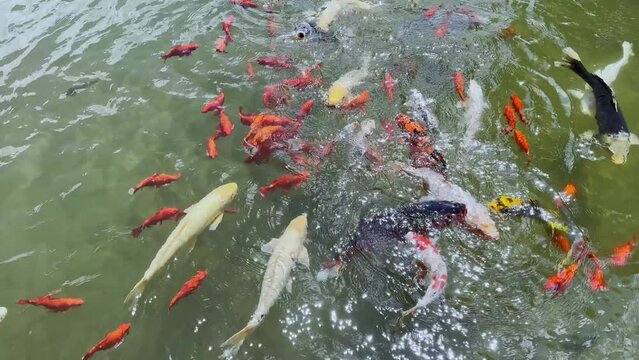 pesci colorati che mangiano nel lago, colorful fishes eating in the lake