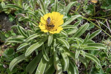 Asteriscus Aquaticus with Pollinating Insect in Bloom