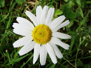 Rumianek (rumian rzymski) - kwiat polny o pięknych białych płatkach oraz żółtym środku © tomo81