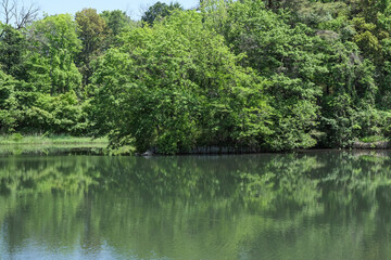 新緑が映える狭山公園内の宅部池