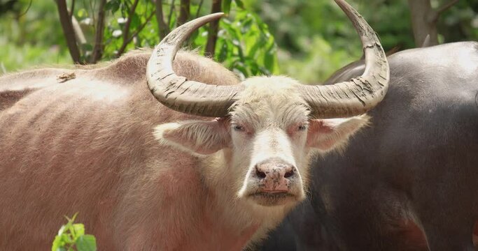 Close up of albino buffalo. albino buffalo in the farm, Thailand.