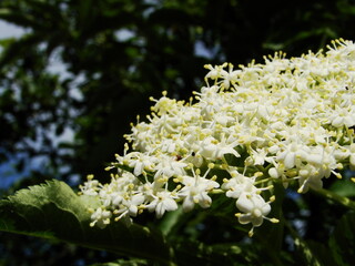 Białe kwiaty czarnego bzu  - black lilac © tomo81