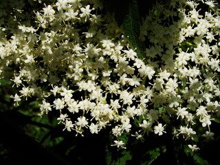 Białe kwiaty czarnego bzu  - black lilac © tomo81