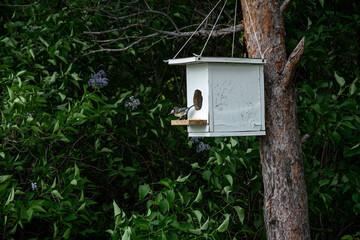 Beautiful birdhouse in forest. Birdhouse on tree at springtime. Wildlife concept. High quality photo