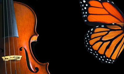 tropical monarch butterfly wings and violin on black. music concept. copy space