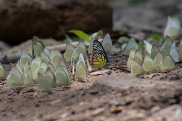 Common Albatross and Painted sawtooth  Butterfly 
