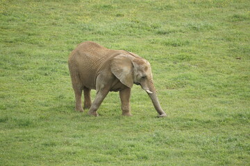 elefante bebe