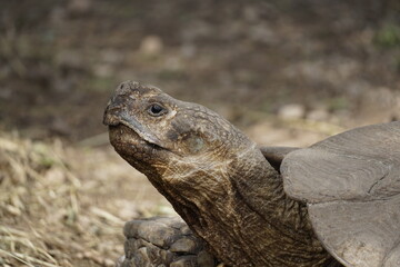 primer plano tortuga gigante