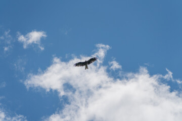 夏の雲をバックに飛ぶトンビ