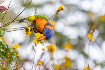 Red-collared lorikeet feeding on a yellow flower