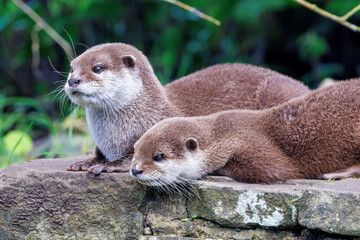 Oriental small-clawed otters, Aonyx cinereus, on an old stone wall. A semiaquatic mammal, endemic...