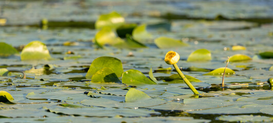 yellow water lily and green lily pad leaves on a fishing pond