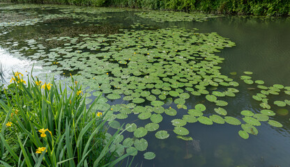 yellow water lily and green lily pad leaves on a fishing pond