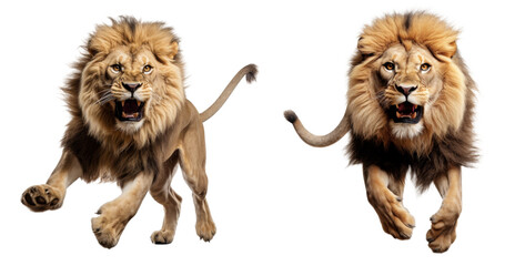 Obraz premium lion isolated on a transparent background