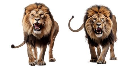 Obraz premium lion isolated on a transparent background