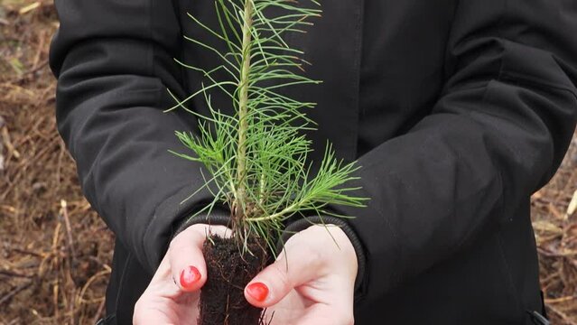 A person holding a young pine seedling, ready for planting as part of a reforestation effort.