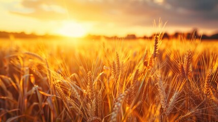 Harvest during the spring season