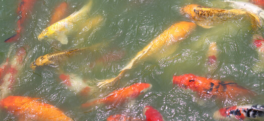 Colorful decorative koi fish in pond