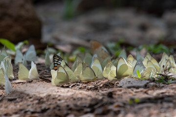 Appias albina, the common albatross, is a small butterfly of the family Pieridae. It is found in south and southeast Asia to Australia