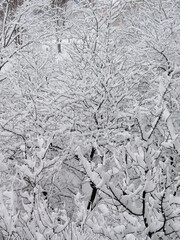 Snow-covered trees, winter landscape