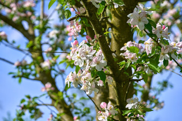 Flowering fruit spring tree on a sunny day.