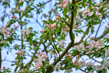 Flowering fruit spring tree on a sunny day.