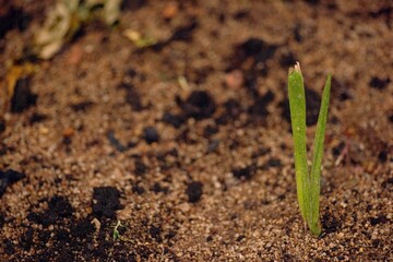 A plant sprouting from the wet soil after rain