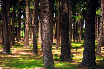 Lush Pine trees and ferns in a natural pine park