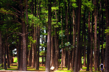 Lush Pine trees park  and ferns in a natural pine park