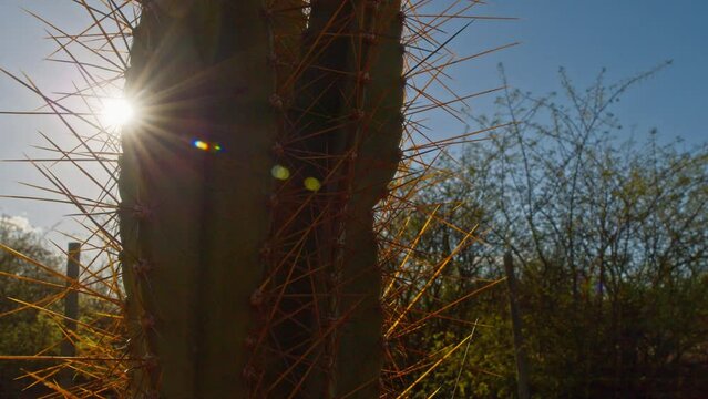 Cactus (Cactaceae), Brazilian cultural significance, hot dry environment