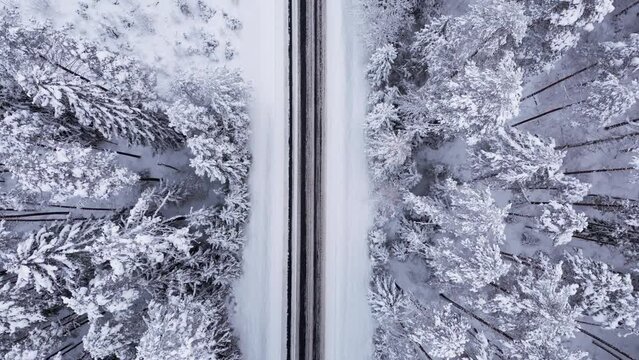 Zenith view in the estonian forest in winter avobe a road, everything is covered with snow, the drone flies over the pine trees capturing the snowy landscape, the road ann the cars. 