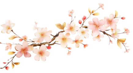 PNG Branch of cherry blossom flower plant white background.