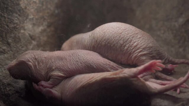 Naked mole-rat (Heterocephalus glaber) Burrowing Rodent Native to parts of East Africa - Close Up