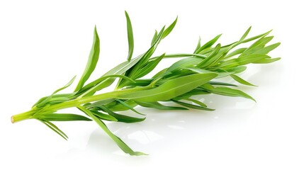 Fototapeta premium Fresh tarragon sprig on a white background
