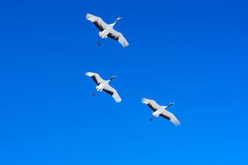 タンチョウ家族の飛翔