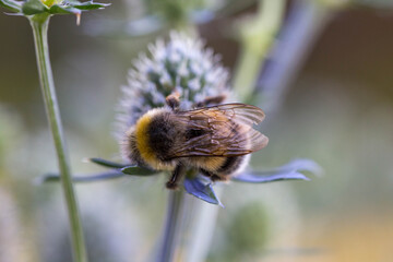 Close-up of a Bombus terrestris bumblebee feeding on nectar from eryngium flowers