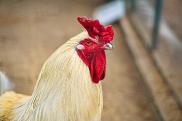 White chicken with red comb, farm animal on a farm. Feathers and beak, portrait