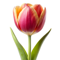 Tulip flower png isolated on transparent background