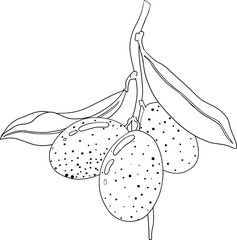 Kumquat, golden mandarin orange citrus fruits. Hand drawn outline elements. Illustration for menu, drinks, package	