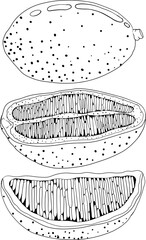 Kumquat, golden mandarin orange citrus fruits. Hand drawn outline elements. Illustration for menu, drinks, package	